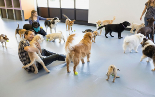 Licensed Dog Boarding & Daycare Facility