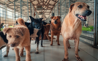 Elite Dog Boarding and Grooming and Day Care