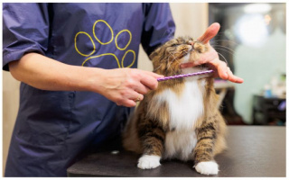 Semi-Absentee Pet Grooming – Two Locations