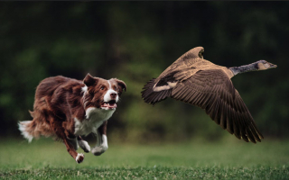 Canada Goose Control