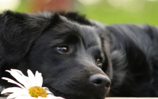 Upward and Onward! Dog Boarding and Spa in Orange County