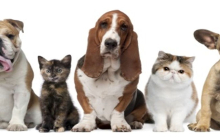 Established Veterinary Practice in Newaygo County, MI