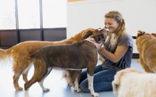 Profitable Dog Daycare & Boarding Business