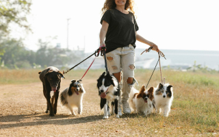 Thriving Dog Walking/Pet Sitting Business
