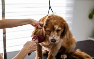 Profitable Pet Grooming Salon (Phoenix - West Valley)
