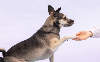 Absentee Owned Dog Training Business - SC2219