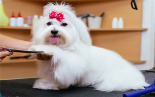 PROFITABLE DOG GROOMING BUSINESS HOWARD BEACH, NY