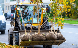 Lawn and Landscaping Plus Services