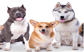 Busy Grooming/Boarding/Pet Shop