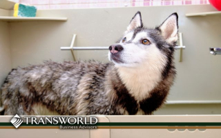 Well-Established Pet Wellness & Training Center