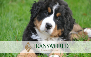 Thriving Dog Boarding Facility with Real Estate