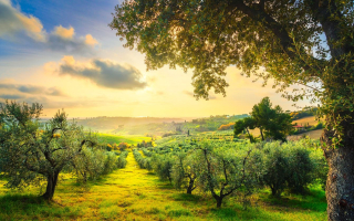 Established Tree Service Business - Absentee Owner - UNDER CONTRACT