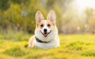 Exceptional Dog Grooming Business 