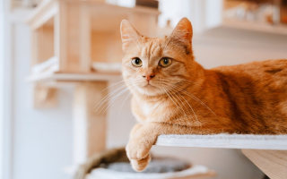 Twin Cities Cat Focused Shop – Strong Growth – Ready to Grow 57050