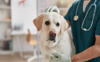 Long-Established Veterinary Practice | Asset Sale