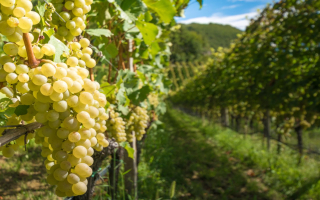 47 Acre Vineyard and Winery Complex w/Residence 57161