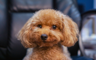 Thriving Mobile Pet Grooming Business