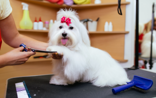 Mobile Pet Grooming Business-Northwest AR Mobile Pet Grooming Business-Northwest AR