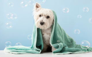 Turnkey Mobile Pet Grooming - High-Demand Market 