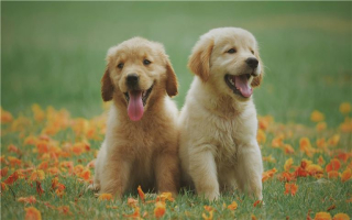 Price Drop!! Award-Winning Pet-Sitting Business