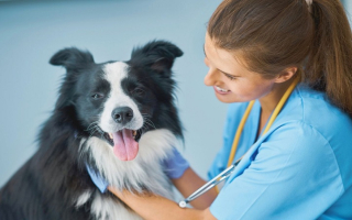 Profitable, Turnkey Veterinary Practice in Iowa