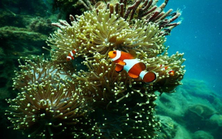 Thriving Aquarium Ventures Start Here! 109794CD Thriving Aquarium Ventures Start Here! 109794CD
