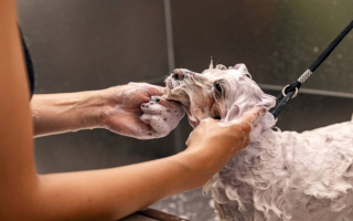 Profitable Chicagoland Pet Grooming Salon – $525K | $52.5K SBA Financing Available. 57214