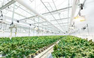 Retail Medical Cannabis Retail Medical Cannabis