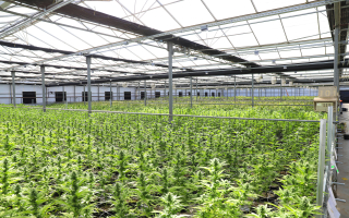 Retail Medical Cannabis Retail Medical Cannabis