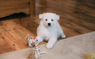 Dog Grooming & Daycare in Busy SW Area! Dog Grooming & Daycare in Busy SW Area!
