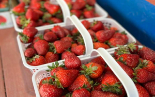 Unique Successful Grocer - Fresh Organic Vegetables, Wine & Beer, Artisanal Cheeses