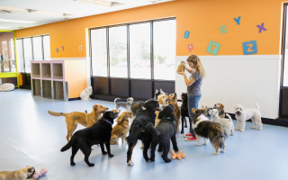 Dog Day Care N1029