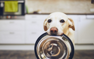 Highly Successful and Award-Winning Pet Wants Highly Successful and Award-Winning Pet Wants
