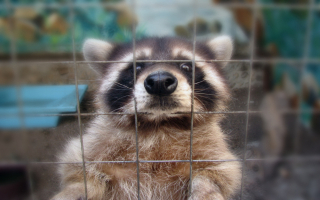 Wildlife & Pest Control Franchise – Semi-Absentee