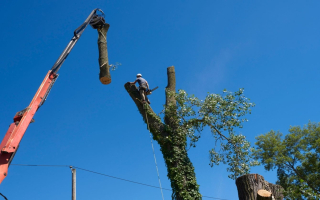 Established Tree Service in West Metro. 57298