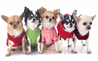 Turnkey Dog Grooming Spa High Traffic Location Turnkey Dog Grooming Spa High Traffic Location