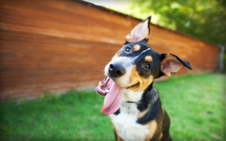 Dog Daycare, Boarding,Training & Grooming  Dog Daycare, Boarding,Training & Grooming