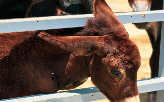 Turnkey Metal Fabrication & Sales Operation Serving the Equine Industry Turnkey Metal Fabrication & Sales Operation Serving the Equine Industry