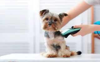 Dog Grooming with consistent growth