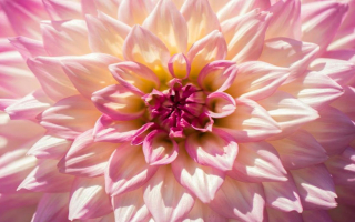 Premier Lake County Florist Shop  - Seller Financing Available