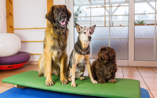 Pet Care Business – Real Estate Included  Pet Care Business – Real Estate Included