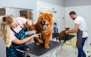 Thriving Mobile & Brick-and-Mortar Dog Grooming Thriving Mobile & Brick-and-Mortar Dog Grooming