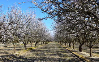 Decades-Strong Organic Alive Foods Distribution  Decades-Strong Organic Alive Foods Distribution