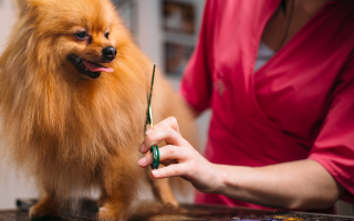 Mobile Pet Grooming Services - Make an Offer Mobile Pet Grooming Services - Make an Offer