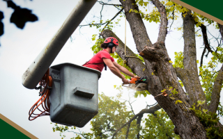 Tree Removal & Service Business – Lane County, Or