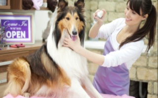 Established Pet Grooming shop w/ Loyal, Repeat  Established Pet Grooming shop w/ Loyal, Repeat