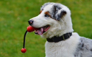 Dog Daycare Dog Daycare