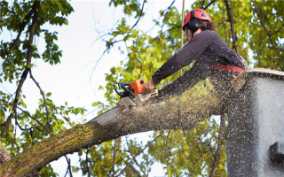 Trusted Tree Service Provider ,Operational, Profit