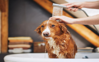 Pet Care & Retail Business – 15  Years of Success