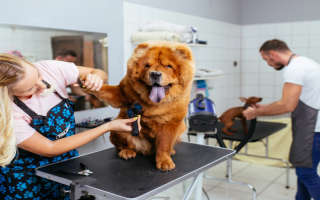 Pet Care & Retail Business – 15  Years of Success